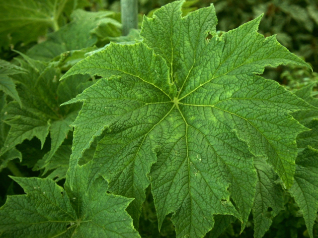 B. ‘Challenger’